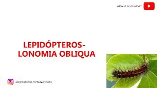 LEPID&Oacute;PTEROS - LONOMIA OBLIQUA (TATURANA) - TUDO O QUE VOC&Ecirc; PRECISA SABER!