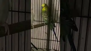 Budgies in Yamunanagar #birds #beauty #nature #budgies #ynr #chd #australian #love #cute #cutest #😍