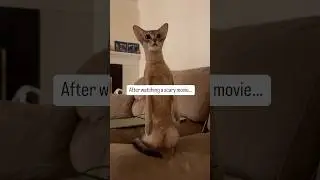 Halloween is here - and so are horror movies 👻 #abyssinian #funnycat #catshorts