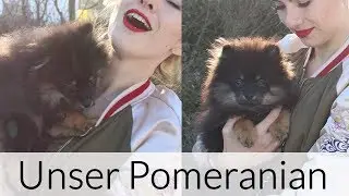 Unser POMERANIAN - Die GANZE Geschichte dahinter - FOXILOVES