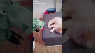 Chat ne revient pas