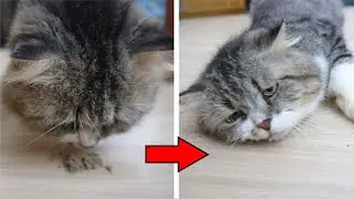 Ловушка для кошачьей мяты