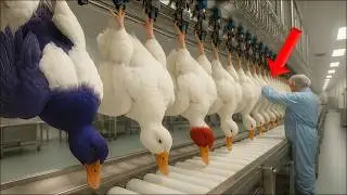 Modern Duck Farming Technology & Equipment - Million Dollar Duck Slaughter & Processing Factory