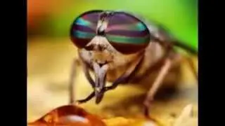 Top ten fastest flying insects