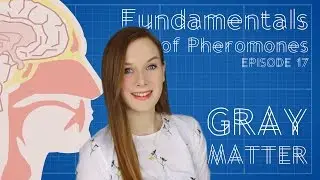 Can Humans Smell Fear? The Fundamentals of Pheromones