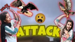 Dangerous Eagle Attack Caught On Camera 📸 Must Watch Viral Video