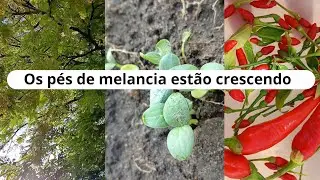 Rotina de uma manhã/plantando melão 🥰