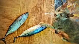My cat steals fish like a pro!