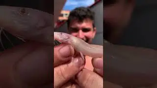 Esse &eacute; o bili. Aprenda mais sobre o jundia albino!#peixe #jundia #jundiaalbino #aquarismo #pescaria