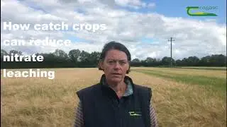 How catch crops can reduce nitrate leaching by Fiona Doolan