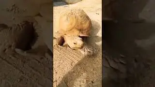 tortoise 🐢 taking sun bath 😱,#shorts