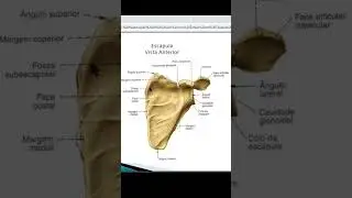 Esc&aacute;pula - Acidentes Anat&ocirc;micos