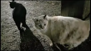 Surrounded by 7 Cats! The White Cat's Specific Request: 'Pet My Right Side!'🐱🐈