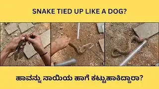 SNAKE RESCUE #213