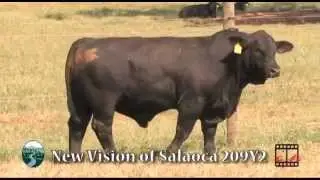 New Vision of Salacoa 209Y2
