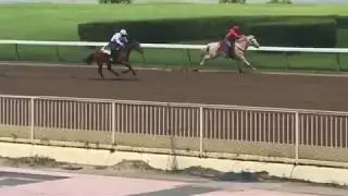 Horse Racing At Hialeah Park, June 15 2017
