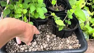 Automated Aquaponics Plant Nursery
