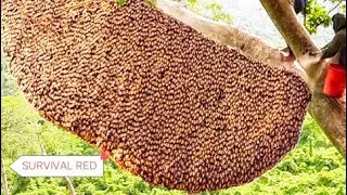 Harvesting Honey - Bee Master in Taiwan Ep- 336 By @Sarvaivel_Rad