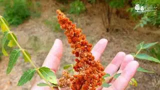 السماق البلدي: من الأرض  إلى المطبخ اللبناني  The Story behind Lebanese Sumac