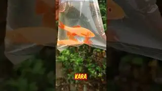 Albino Rainbow Shark Price 🤔
