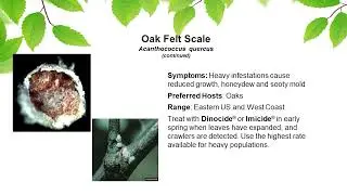 Scale Insects of the Southwest | Mauget Training