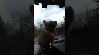 My Crazy Cat, Socks.-Full Video! 🥴😸🤭, 🙄