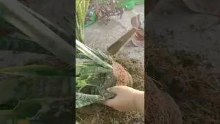 How to Save Root Bound Snake Plant #plantscare #gardening #shorts
