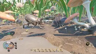 grounded black ox beetle vs roly poly