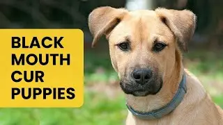 Where to Find Black Mouth Cur Puppies for Sale