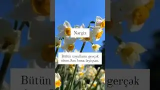 #birds #nature #animals #birdwatching #pauldinning #birdsounds #how