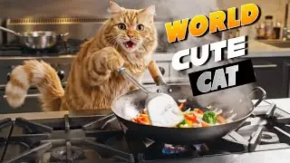 Daily activities of the orange cat