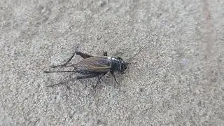 Grillo Negro - Gryllus fulvipennis
