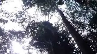 Intense Chimp Howls in Uganda