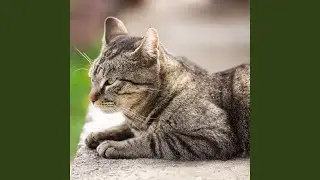 Furry Purr Soft Rhythm