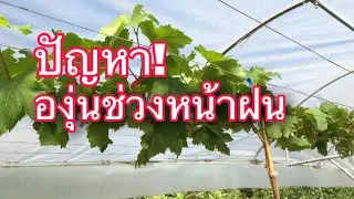 ปัญหาขององุ่นในช่วงหน้าฝน และช่วงหน้าหนาว