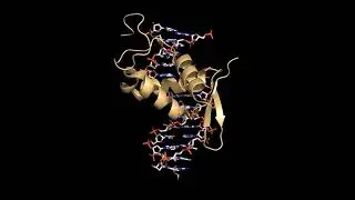Rotating view of the FOXP3&ndash;DNA complex