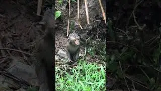 Pity baby monkey #shorts