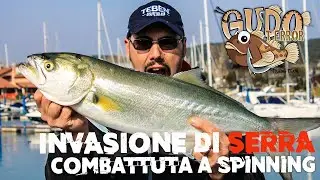 Invasione di SERRA in foce - Rare immagini subacquee