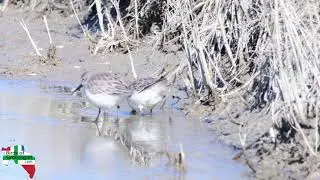 Bonte Strandloper - Dunlin (Video)