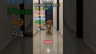 What do u hear #shorts #funny #cute #guess #animals