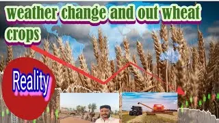 Weather change effect on wheat crops|review about weather change in Pakistan