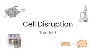 Tutorial Bioseparasi Pertemuan 5 Part 1 Cell Disruption