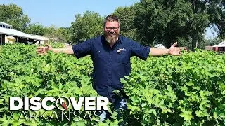 Discover how cotton was grown, harvested in the 19th century