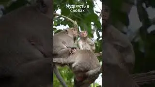 Мудрые слова! Wise Words! #wisewords #funnyanimals #мудрыеслова #animals #ckj #wise #words