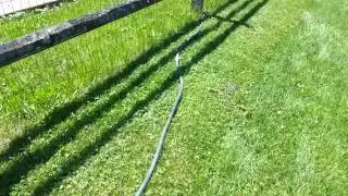 Killing Groundhogs