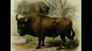 Istrebljene zivotinje 20tog veka Kriptozologija - Lost animals of the 20th century 3/8 Cryptozoology