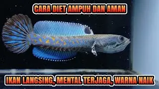 diet aman untuk Channa pulchra