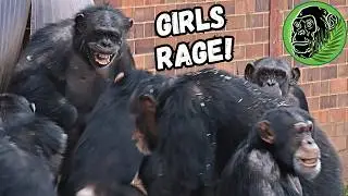 Chaos As Female Chimp Dispute Breaks Out ! Chimpanzee Politics