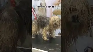lhasa can talk  #funnyshorts #funnyvideo #dogtalking #talkingdog #fypシ #shortvideo #share #doglover