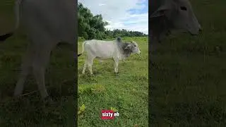 Cattle Investment in the Philippines